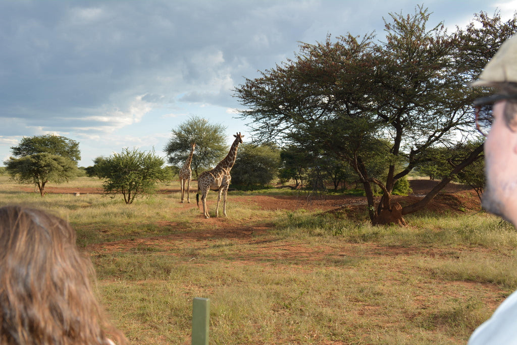 Game Drives  gallery image 3