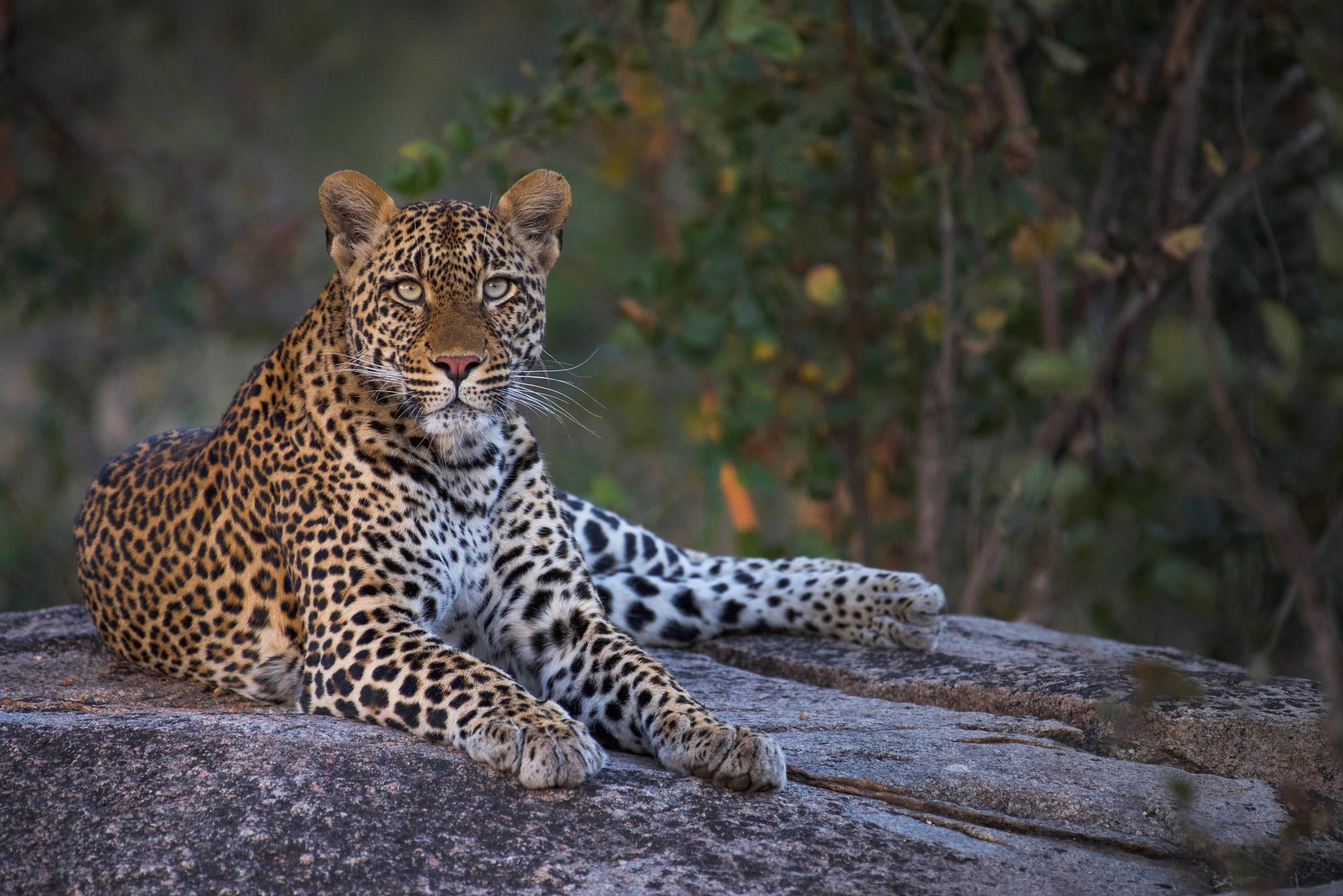 Game Drives gallery image 10