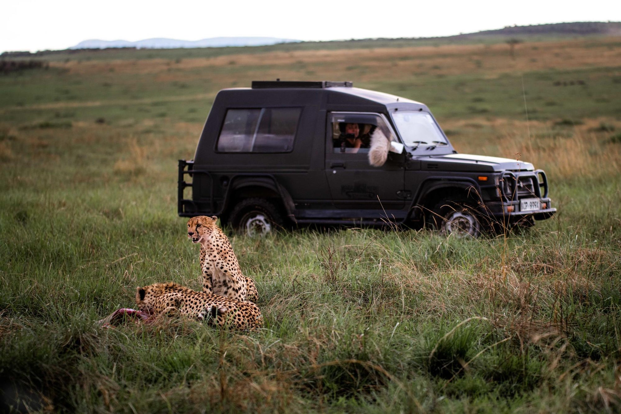 Mara-Meru Cheetah Project gallery image 8