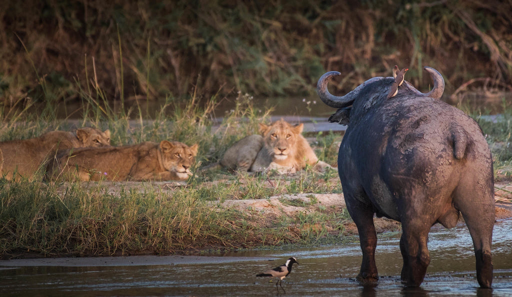 Game Drives gallery image 12