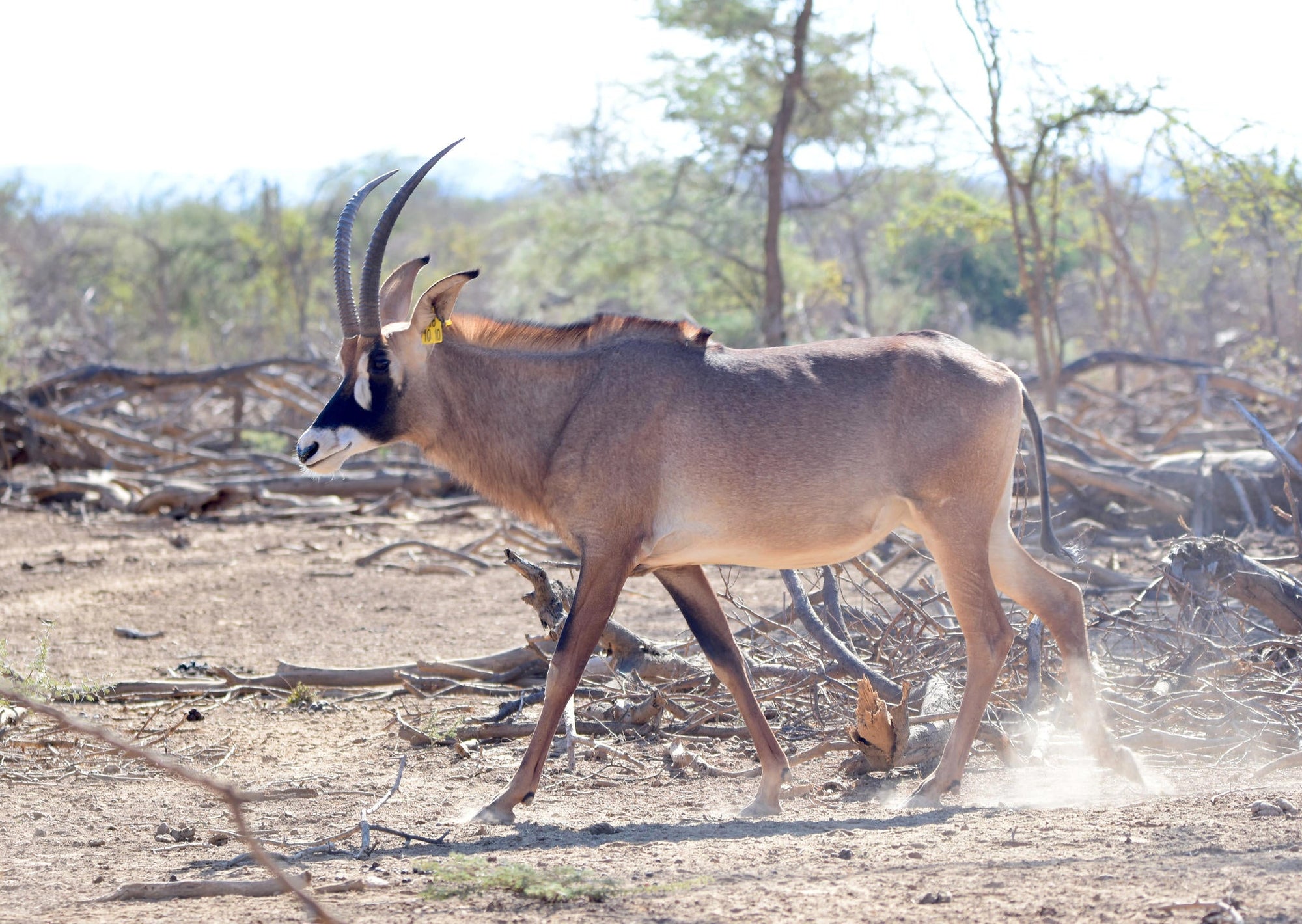 Relax and Unwind: Wildlife Viewing at Ugab Game Farm and Lodge (Free) gallery image 7
