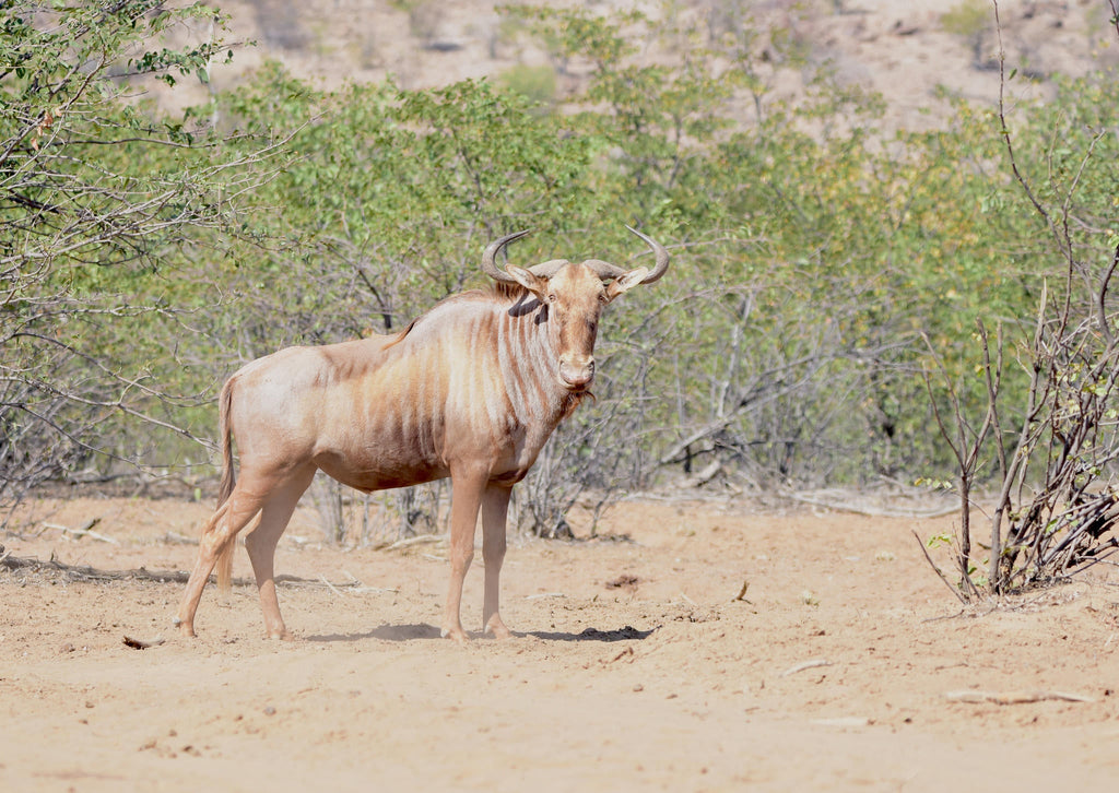 Relax and Unwind: Wildlife Viewing at Ugab Game Farm and Lodge (Free) gallery image 6