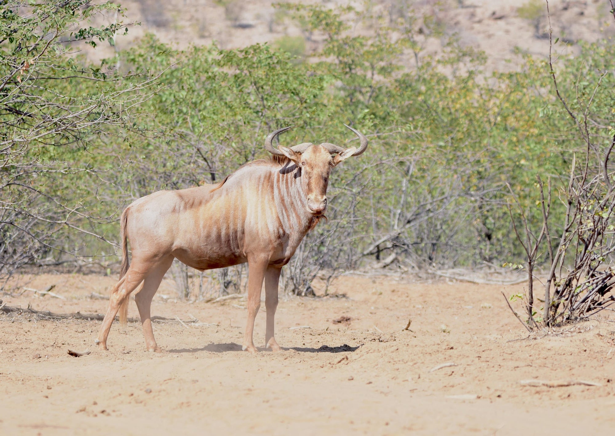 Relax and Unwind: Wildlife Viewing at Ugab Game Farm and Lodge (Free) gallery image 6