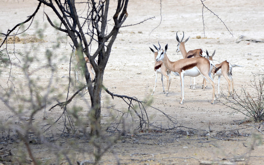Relax and Unwind: Wildlife Viewing at Ugab Game Farm and Lodge (Free) gallery image 5