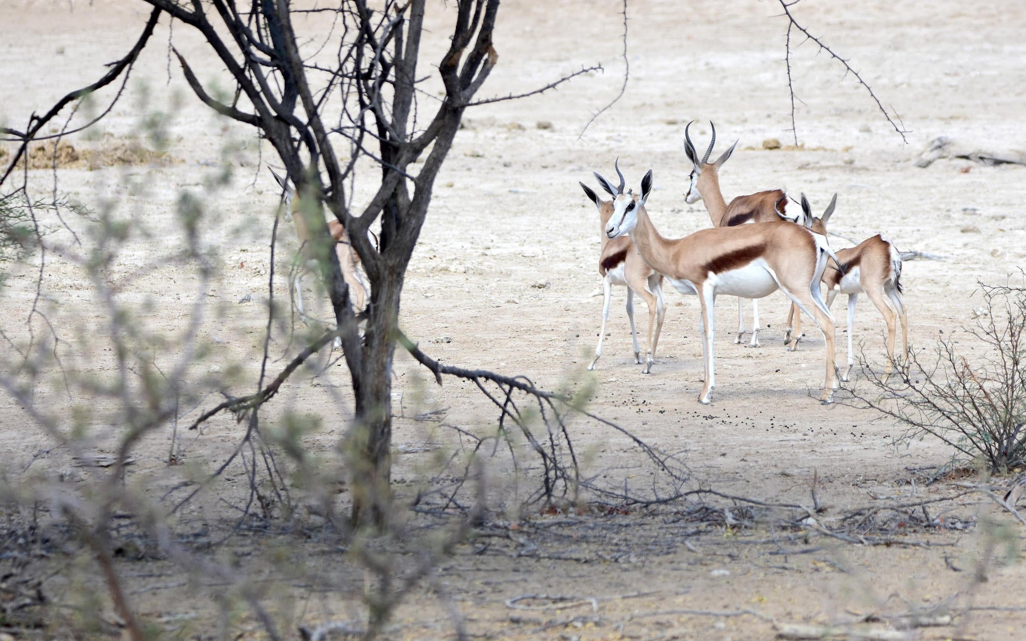 Relax and Unwind: Wildlife Viewing at Ugab Game Farm and Lodge (Free) gallery image 5