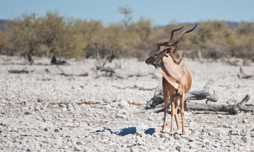 Full Day Game Drive into Etosha gallery image 2