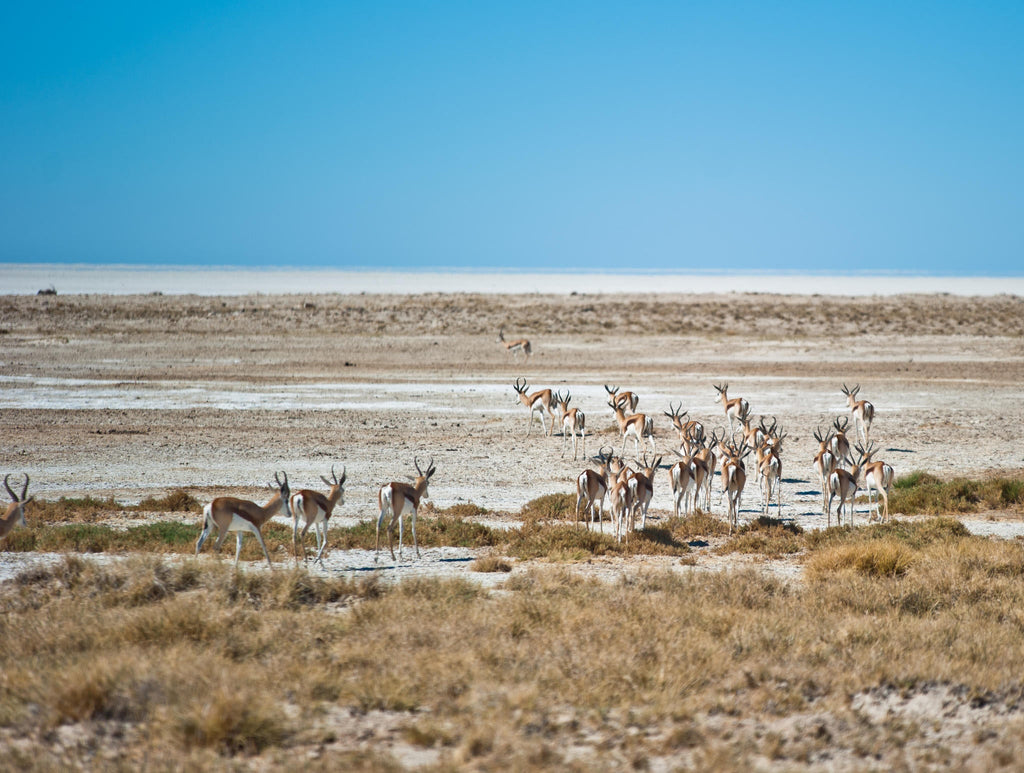 Full Day Game Drive into Etosha gallery image 3