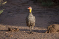 Birdwatching gallery image 1