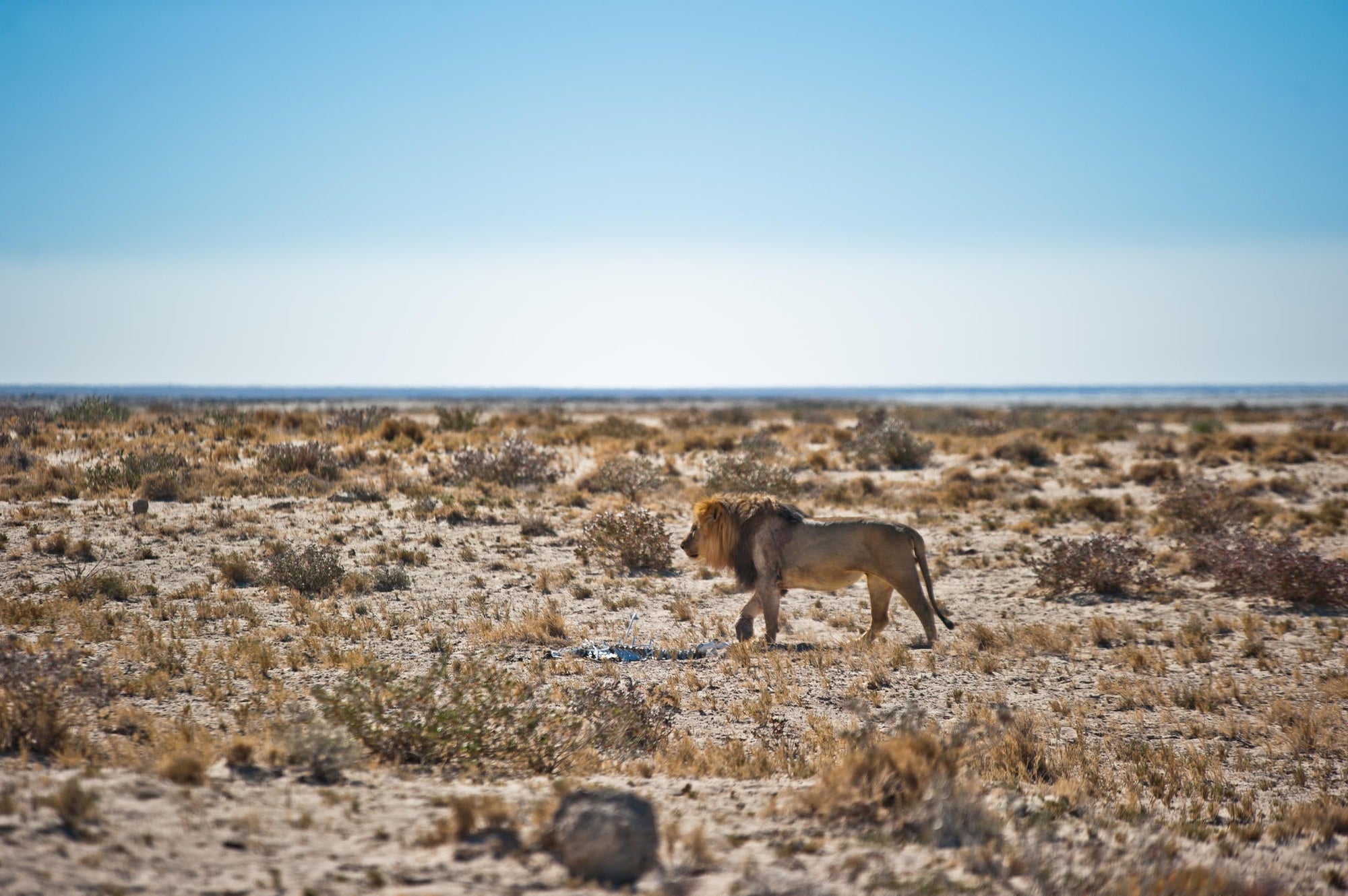 Half Day Game Drive into Etosha gallery image 2