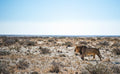 Full Day Game Drive into Etosha gallery image 1