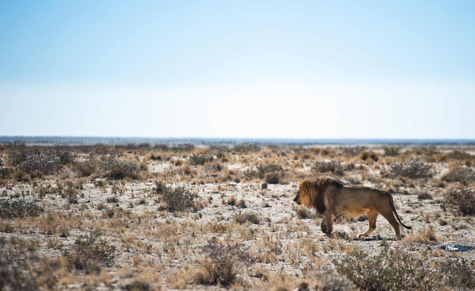 Full Day Game Drive into Etosha