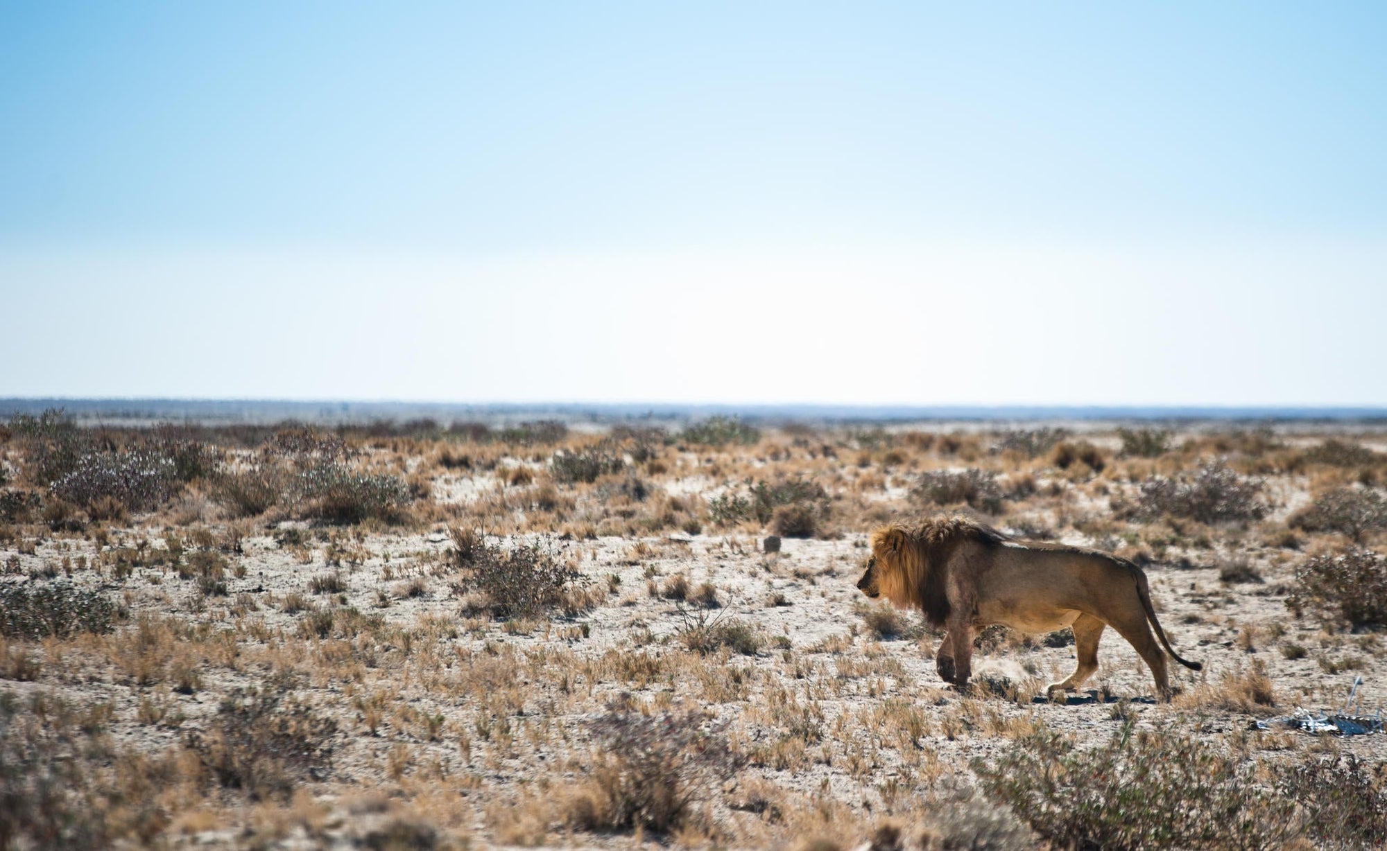 Full Day Game Drive into Etosha gallery image 1
