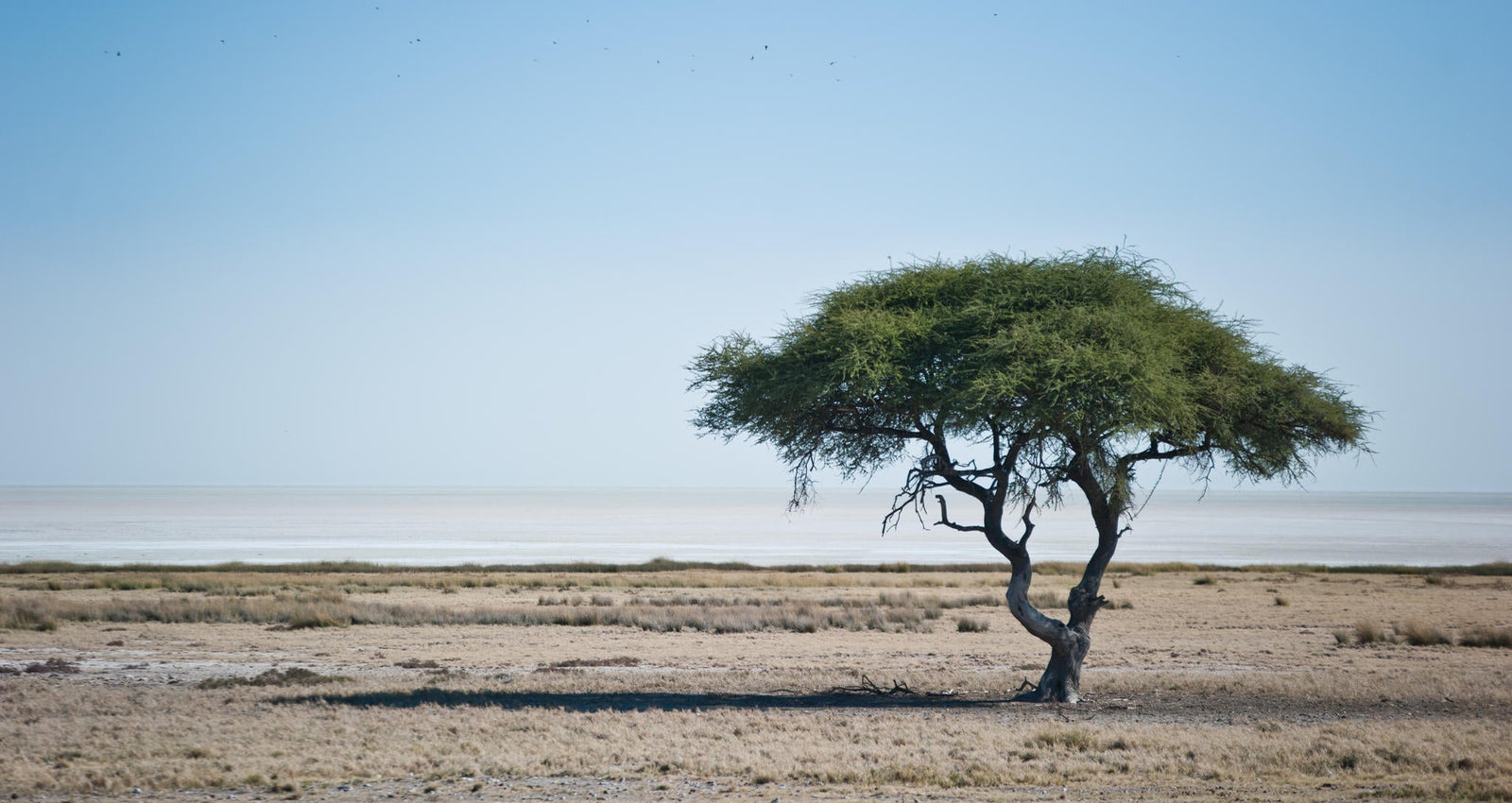 Half Day Game Drive into Etosha