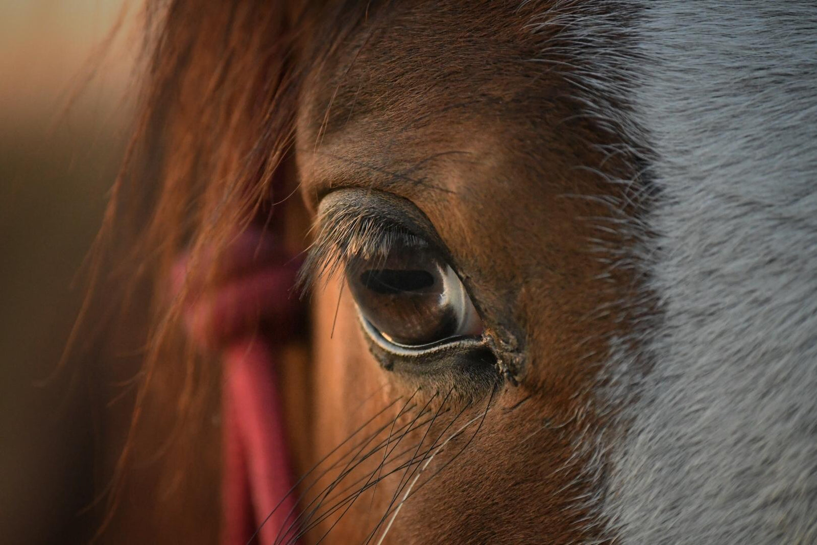 Chundukwa Horse Trails