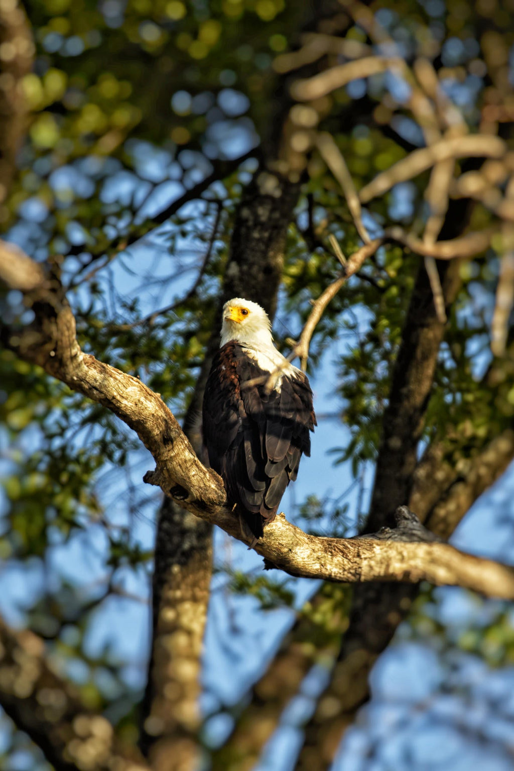 Seasonal birding gallery image 2