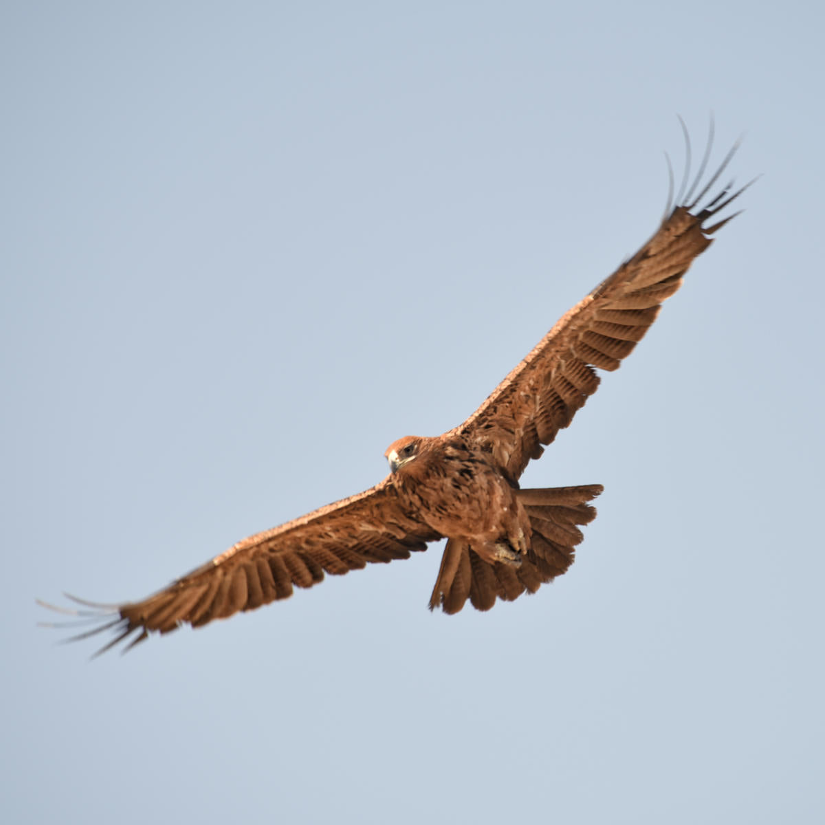 Seasonal birding gallery image 3