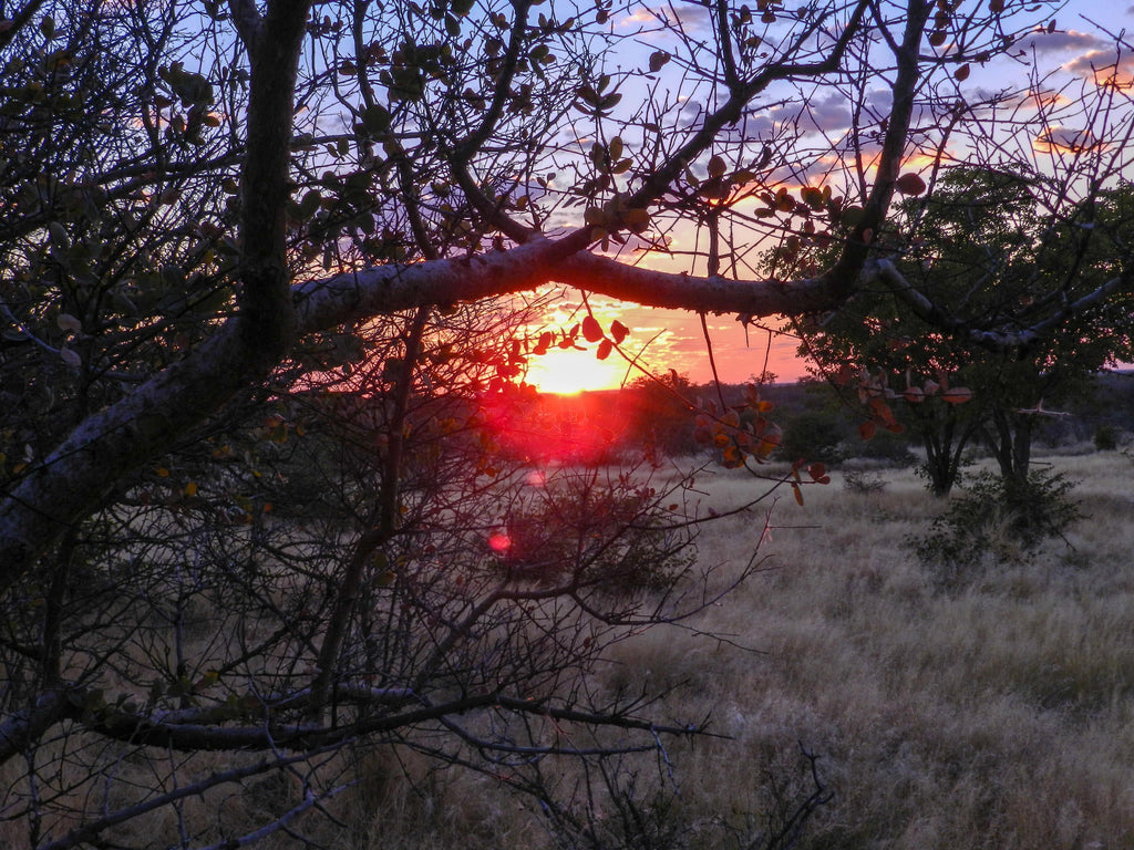 Sunrise Walk at Etosha Village gallery image 4