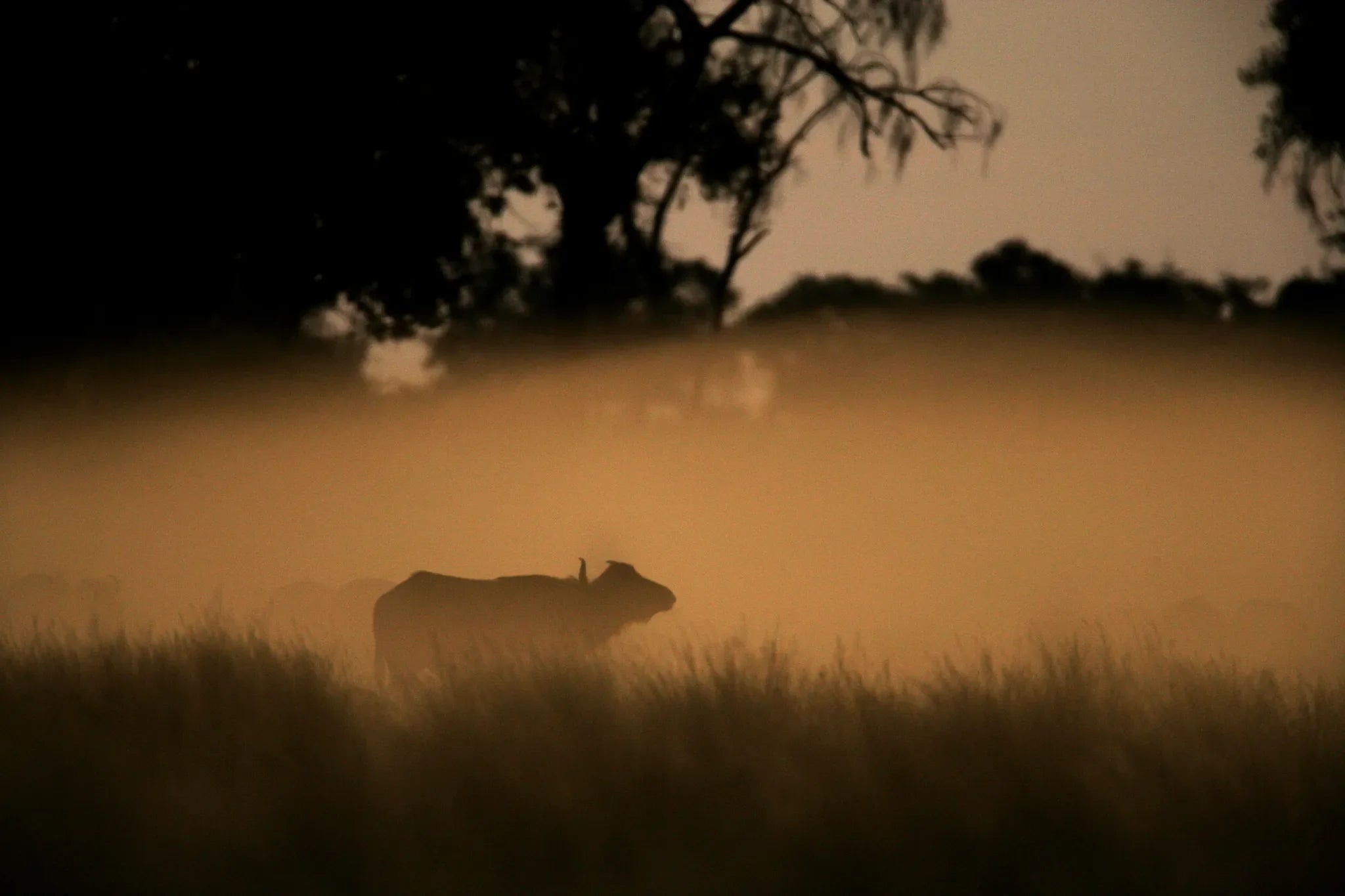 Buffalo in the Mist at Duba Plains Camp, Duba Plains Private Reserve, Botswana.