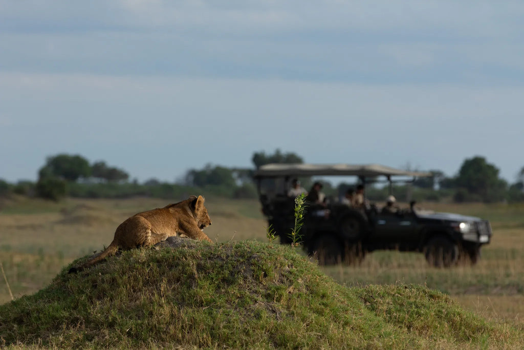 Duba Plains Game Drive at Duba Plains Camp, Duba Plains Private Reserve, Botswana.