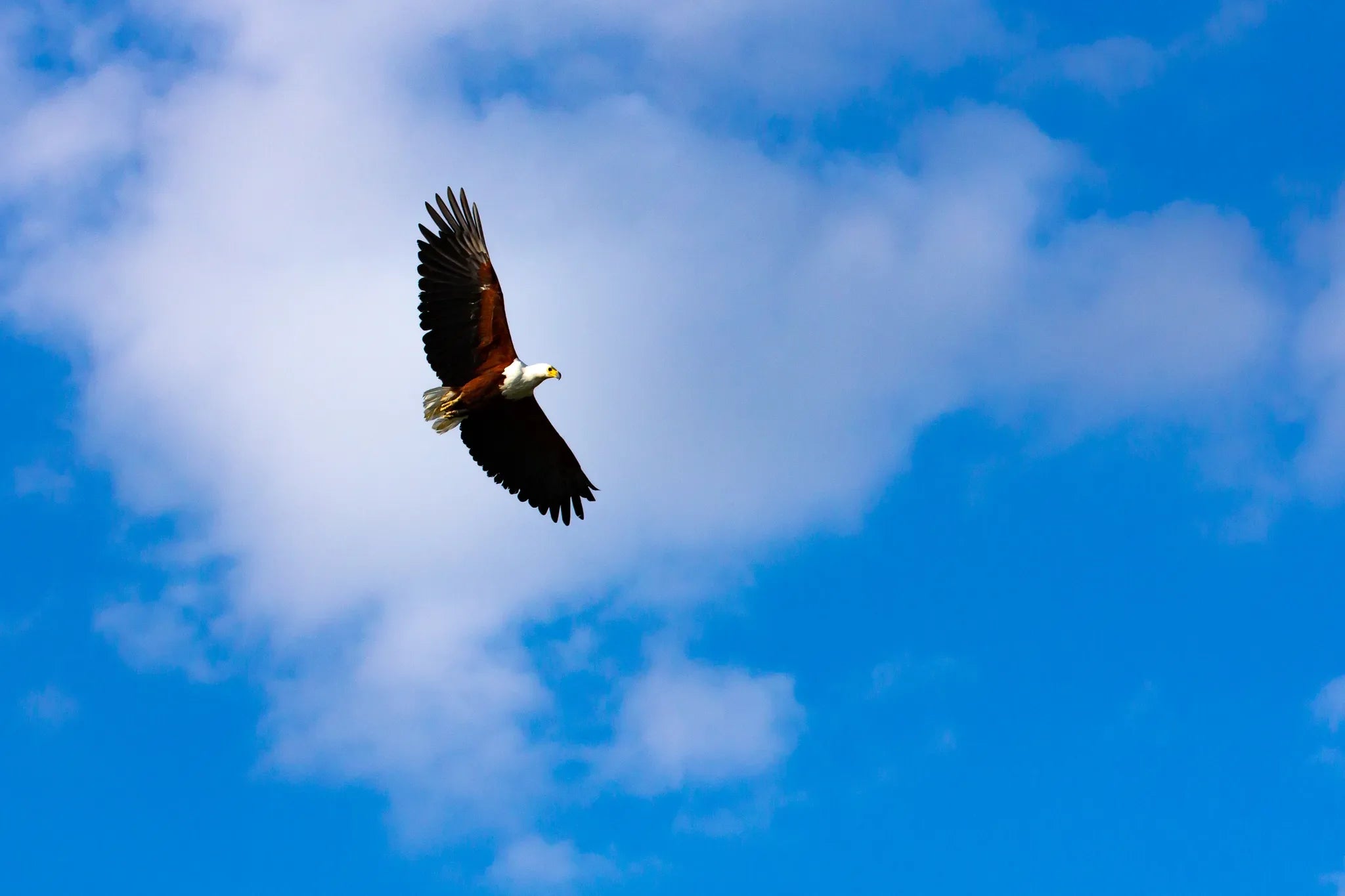 Eagle over Duba Plains at Duba Plains Camp, Duba Plains Private Reserve, Botswana.