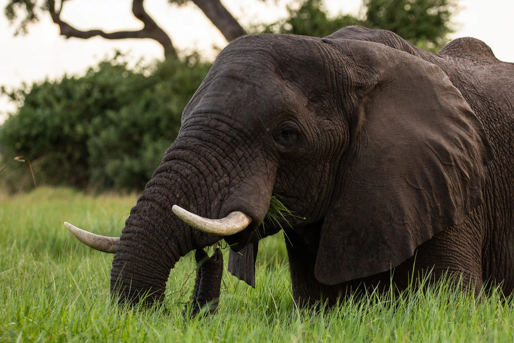 Elephant near Duba Plains at Duba Plains Camp, Duba Plains Private Reserve, Botswana.