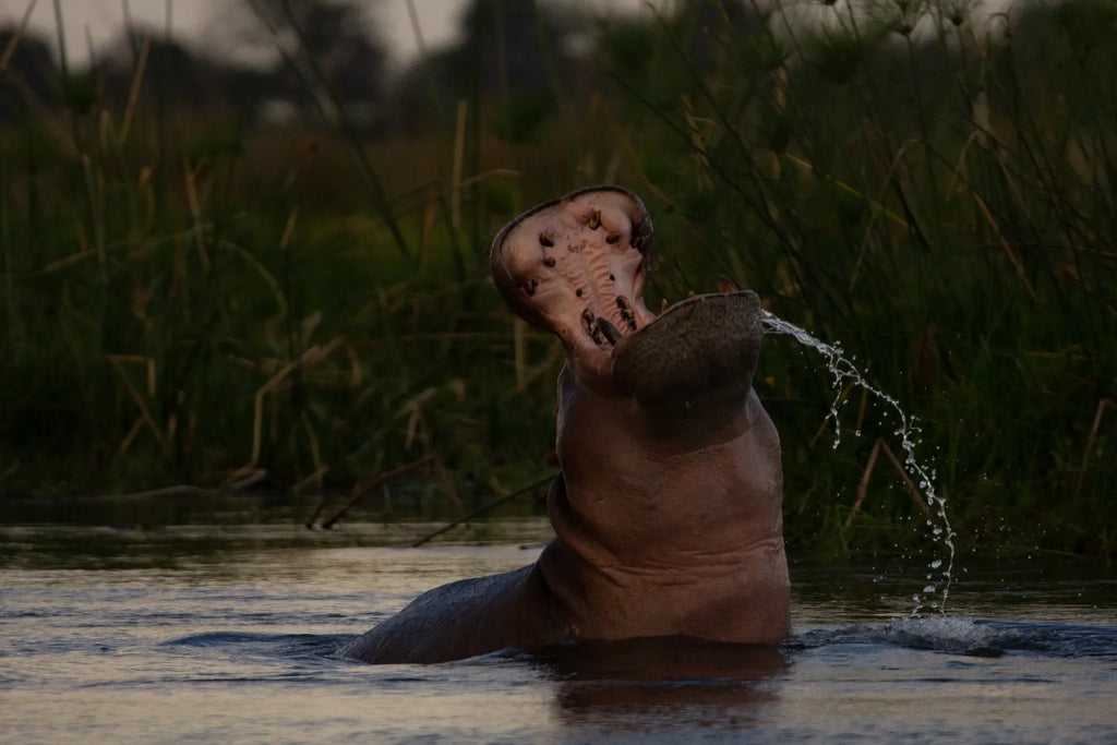 Hippo near Duba Plains at Duba Plains Camp, Duba Plains Private Reserve, Botswana.