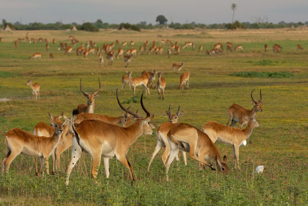 Lechwe at Duba Plains at Duba Plains Camp, Duba Plains Private Reserve, Botswana.