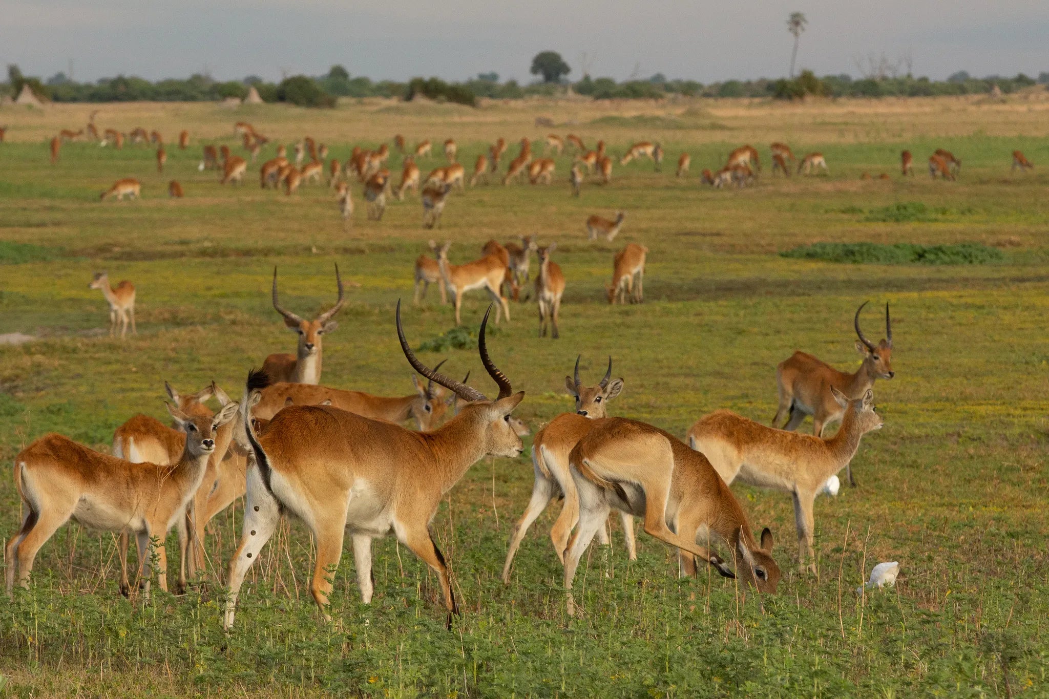Lechwe at Duba Plains at Duba Plains Camp, Duba Plains Private Reserve, Botswana.