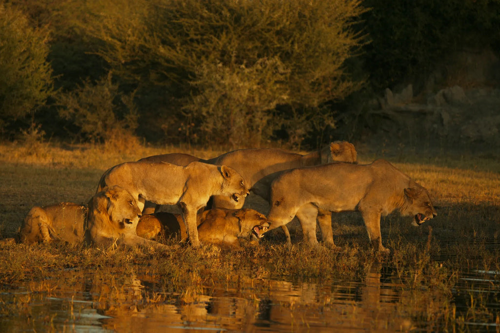 Lion Pride at Duba at Duba Plains Camp, Duba Plains Private Reserve, Botswana.