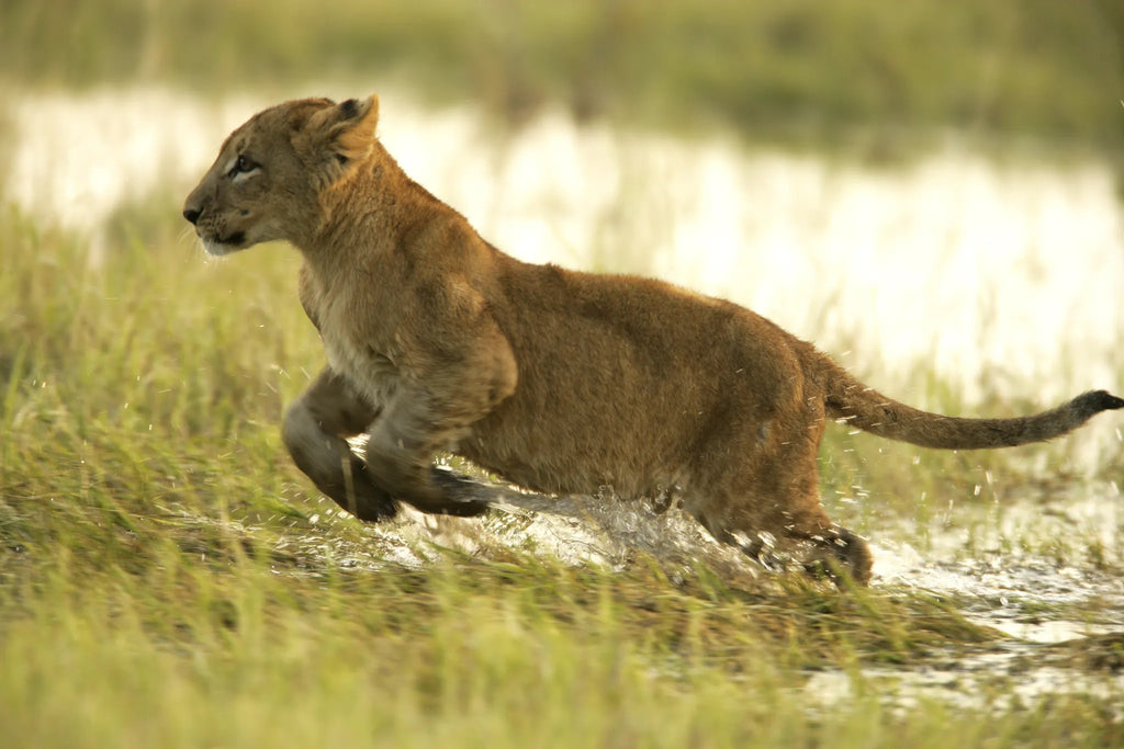 Young Lion at Duba at Duba Plains Camp, Duba Plains Private Reserve, Botswana.