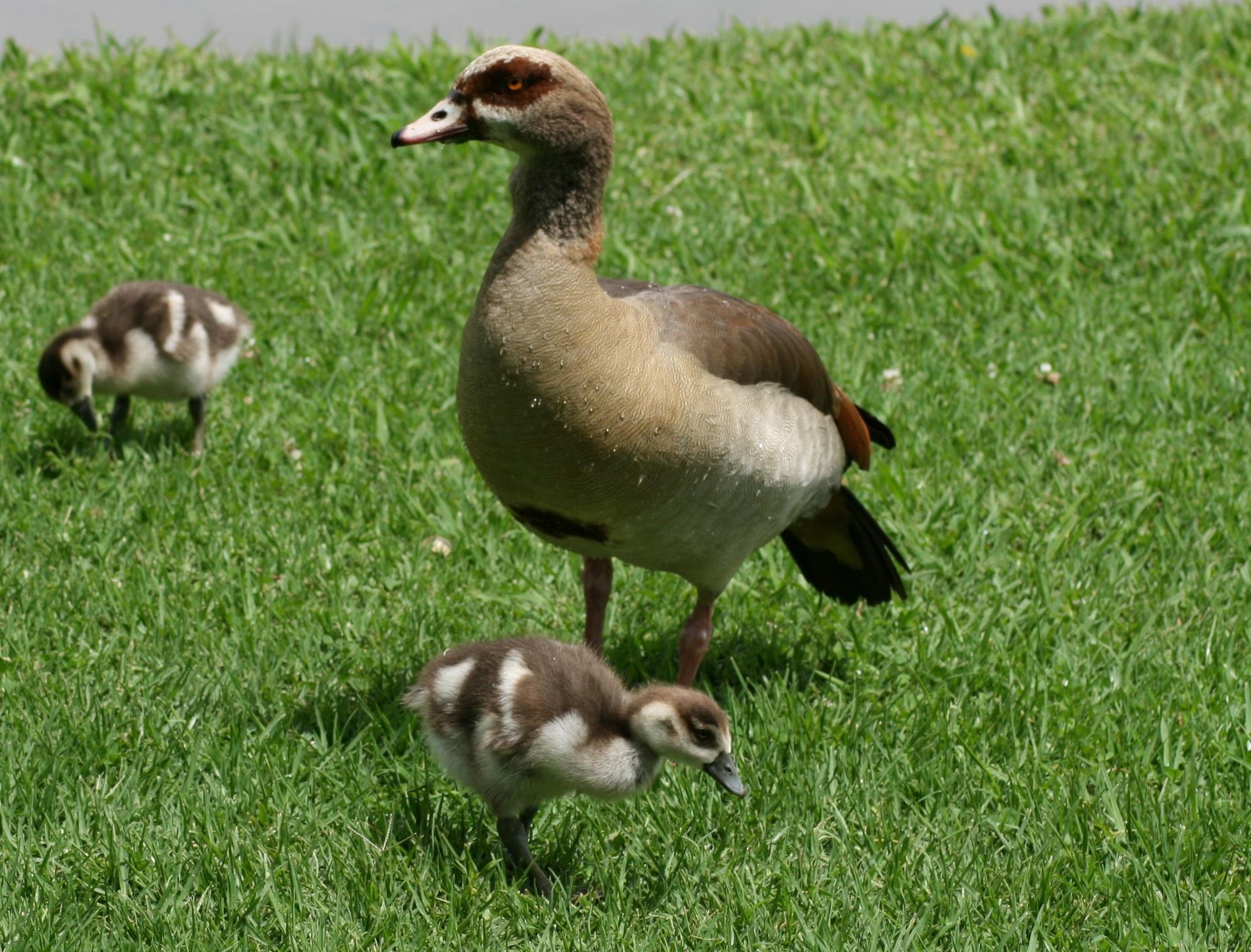 Birding gallery image 4