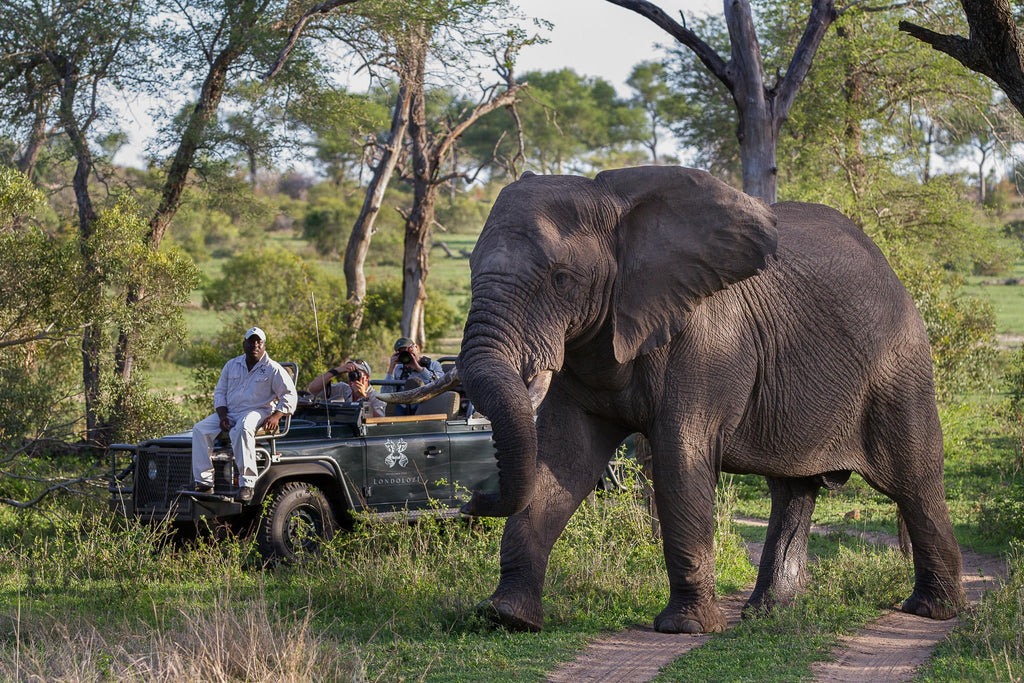 Game Drives  gallery image 6