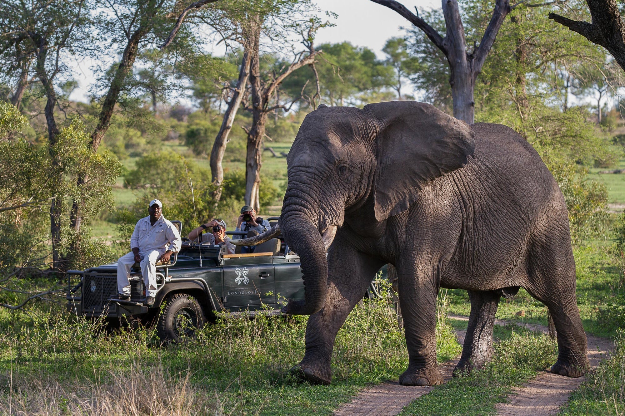 Game Drives  gallery image 6
