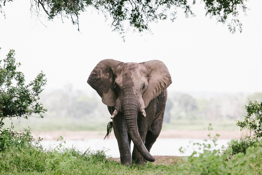 Game Drives in Gonarezhou National Park  gallery image 10