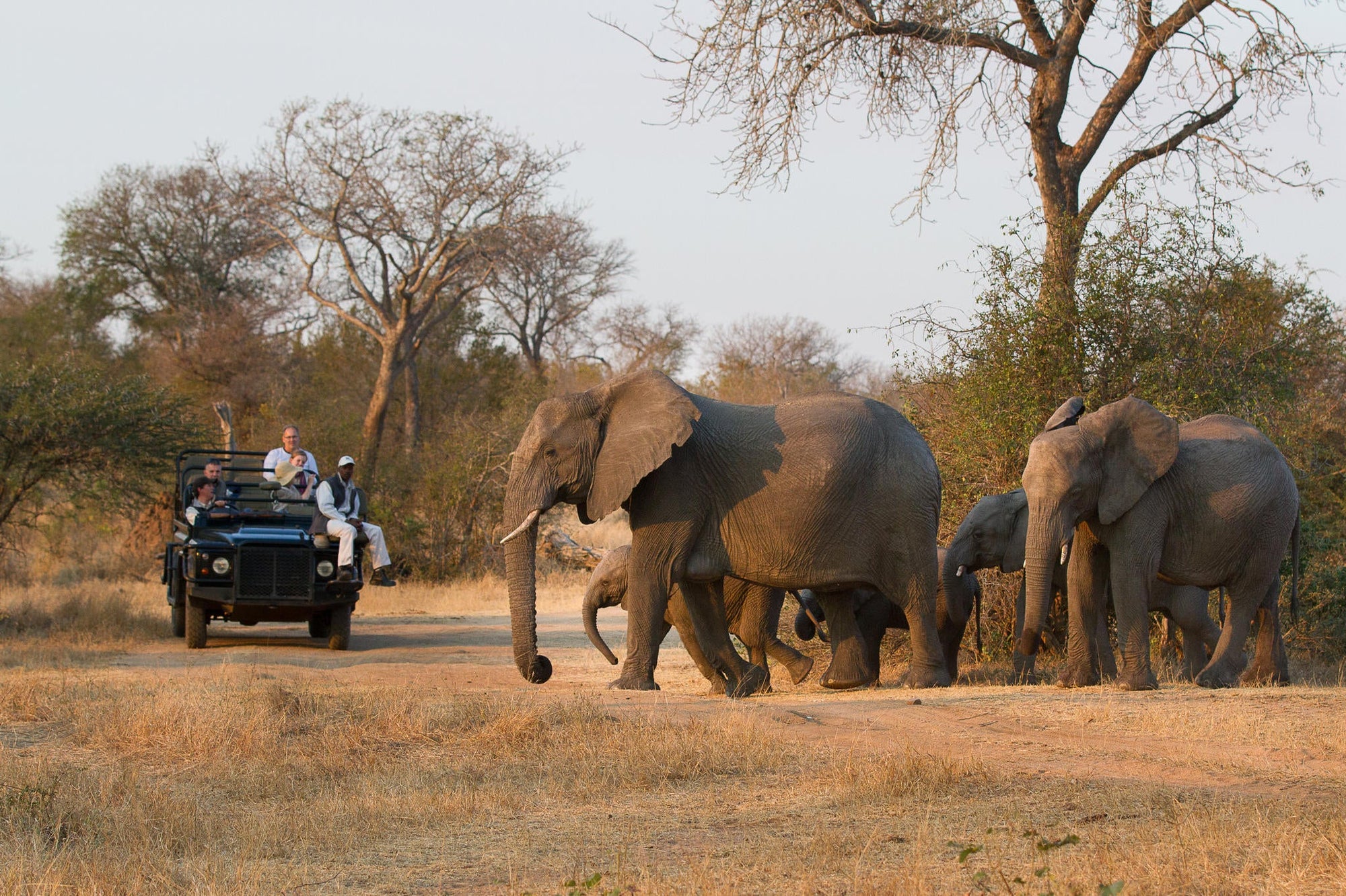 Game Drives  gallery image 2