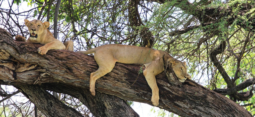 Elewana Elsa's Kopje Meru at Elewana Elsa’s Kopje Meru, Meru National Park, Kenya.