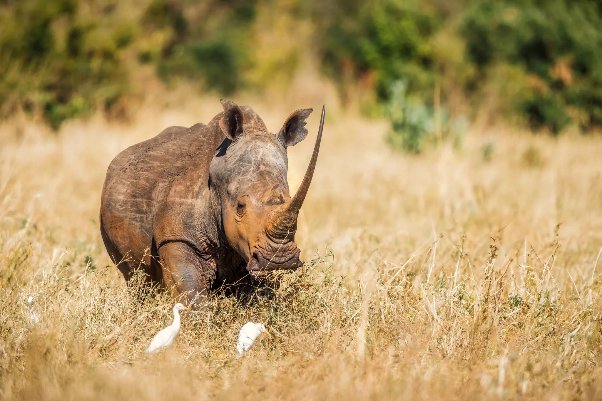 Elsa’s Kopje Meru at Elewana Elsa’s Kopje Meru, Meru National Park, Kenya.