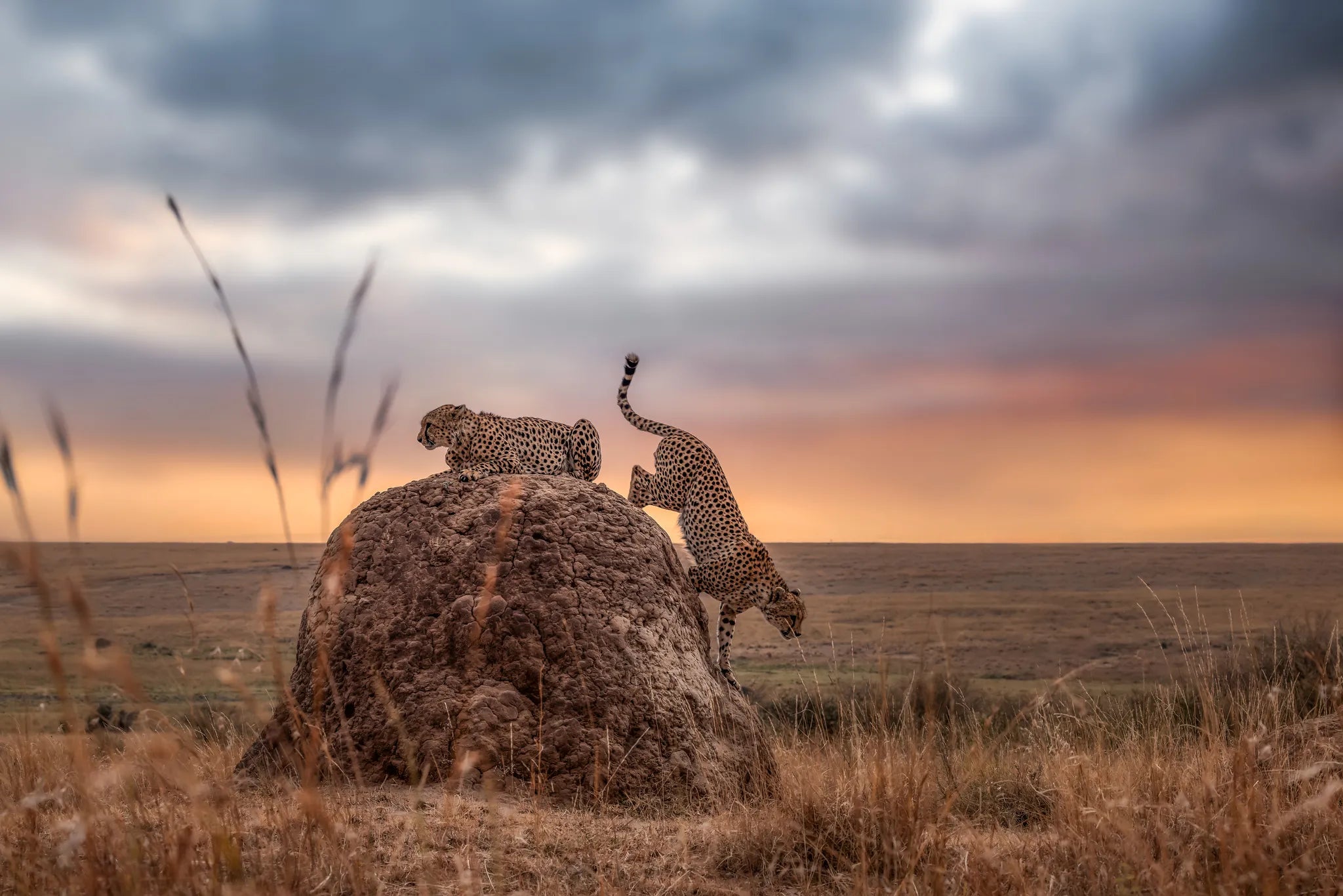 Sand River Masai Mara at Elewana Sand River Masai Mara, Masai Mara, Kenya.