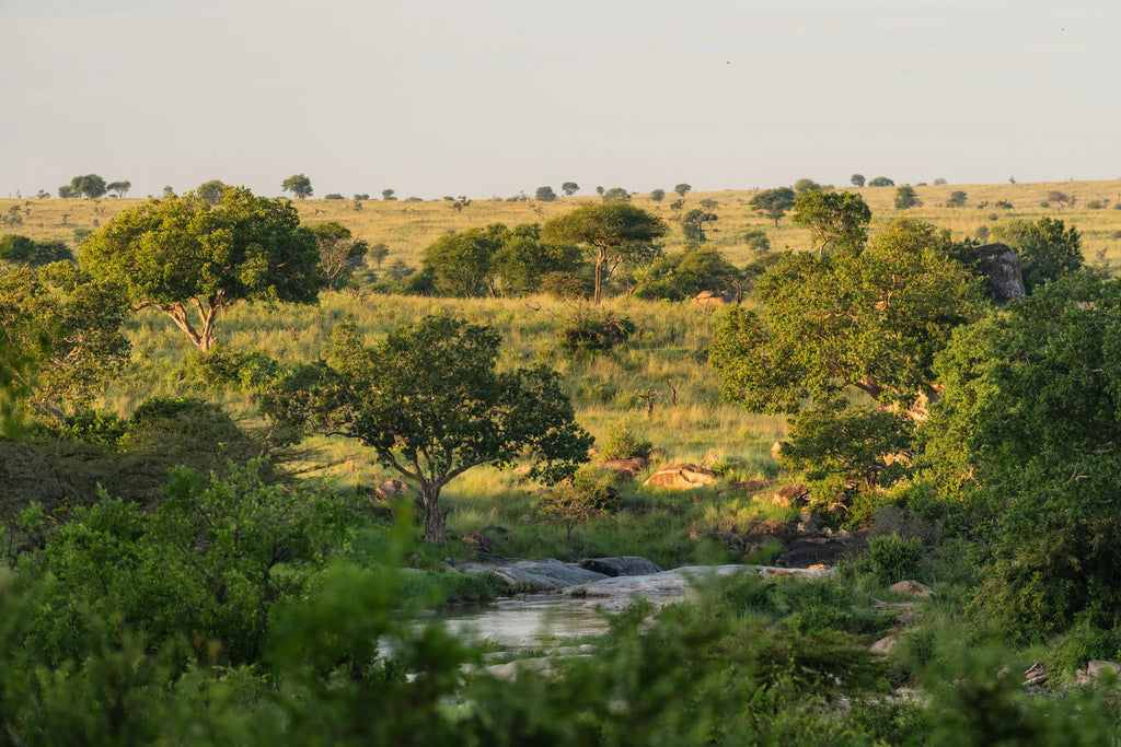 Elewana Serengeti Migration Camp at Elewana Serengeti Migration Camp, Northern Serengeti, Tanzania.