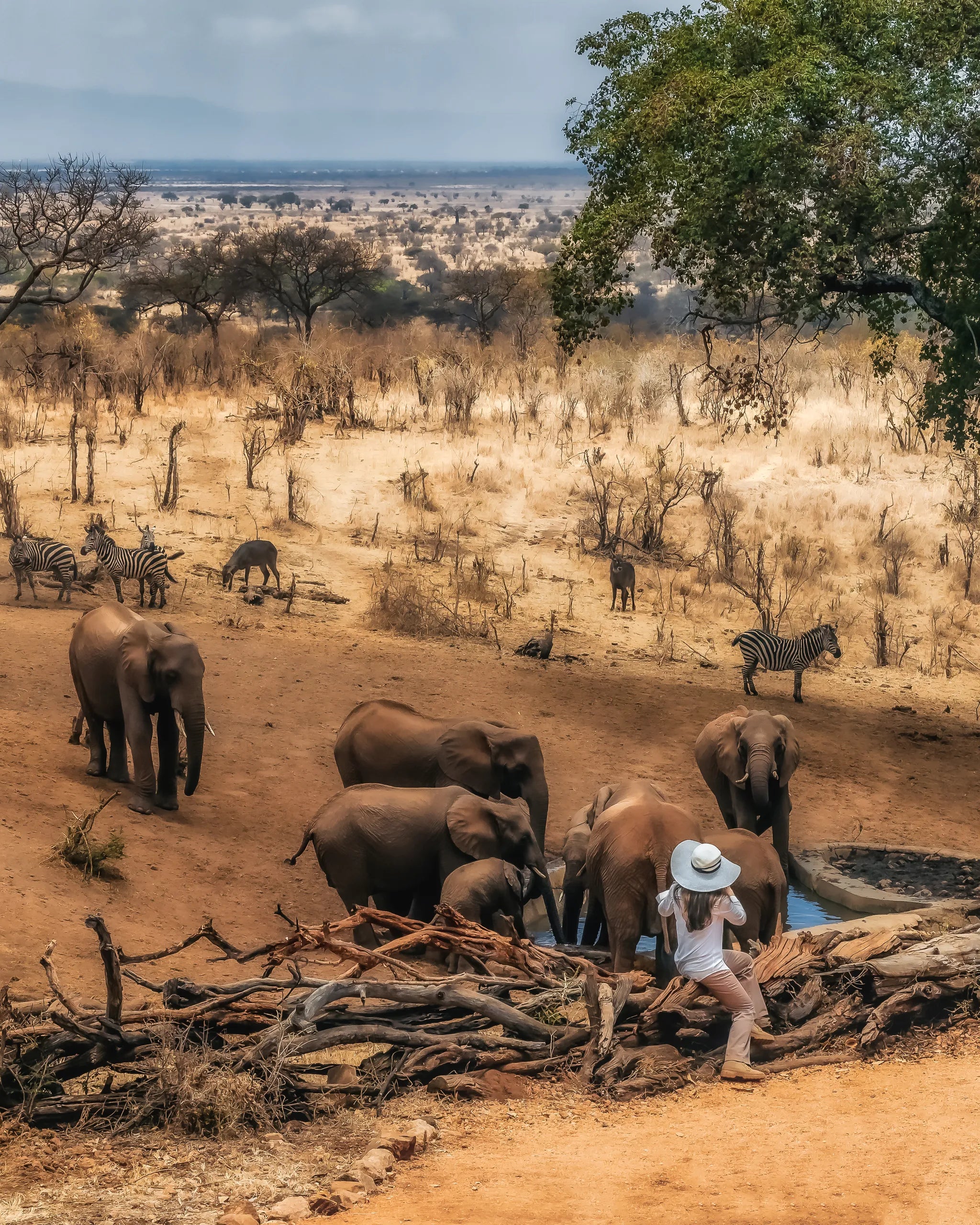 Elewana Tarangire Treetops at Elewana Tarangire Treetops, Randilen, Tanzania.
