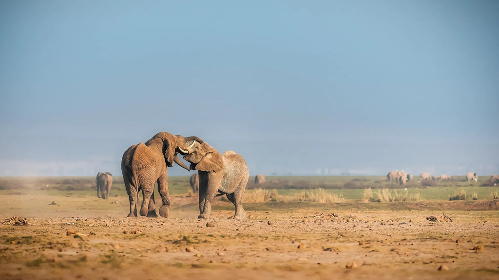 Tortilis Camp Amboseli at Elewana Tortilis Camp Amboseli, Amboseli National Park, Kenya.