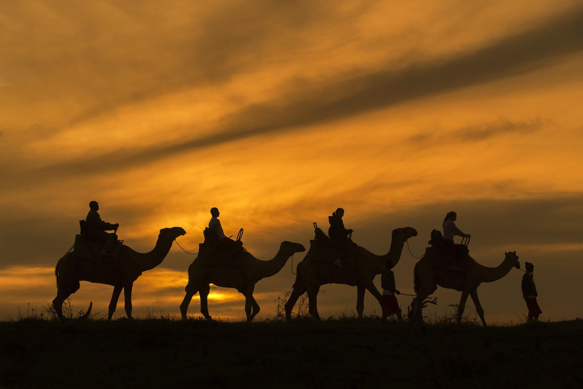 Camel Back Safari gallery image 1