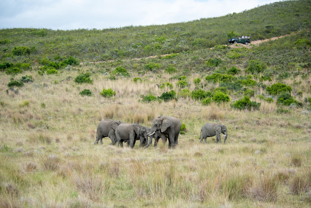 Game Drives  gallery image 4