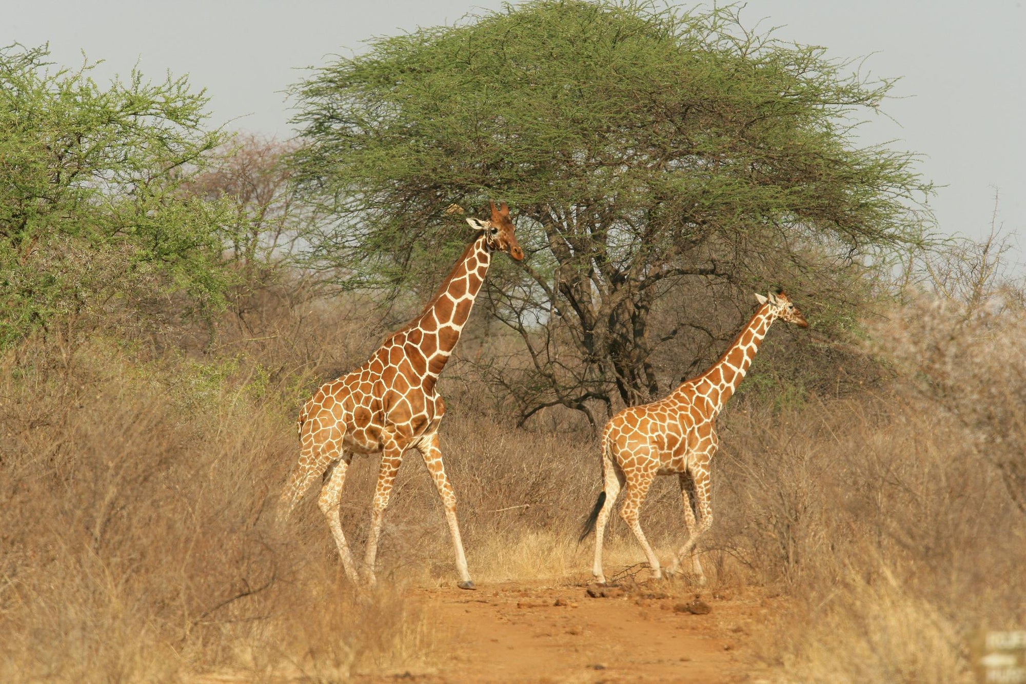 Game drive gallery image 2