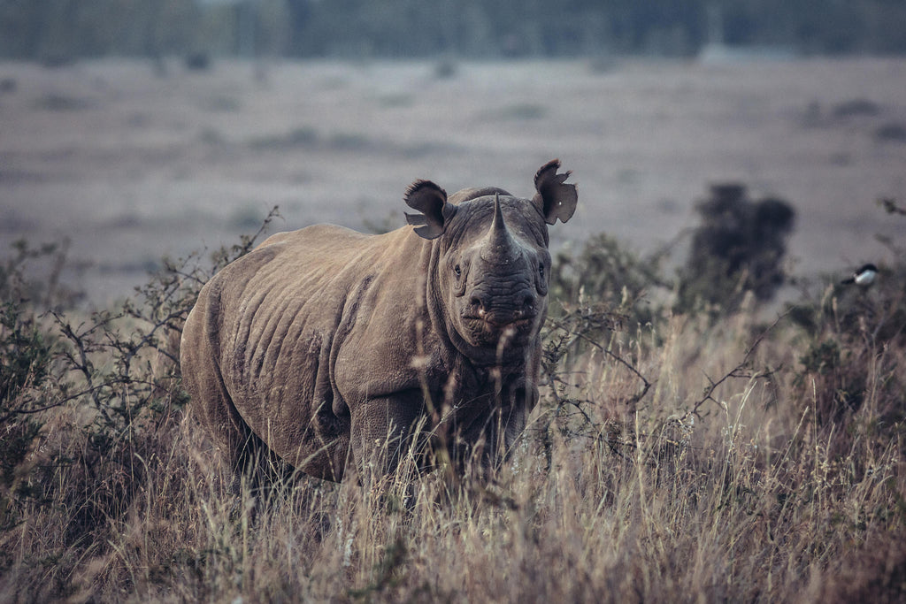 Game Drives gallery image 5