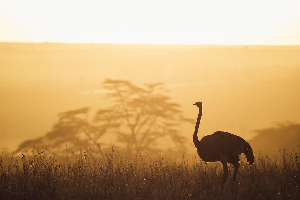 Game Drives gallery image 6