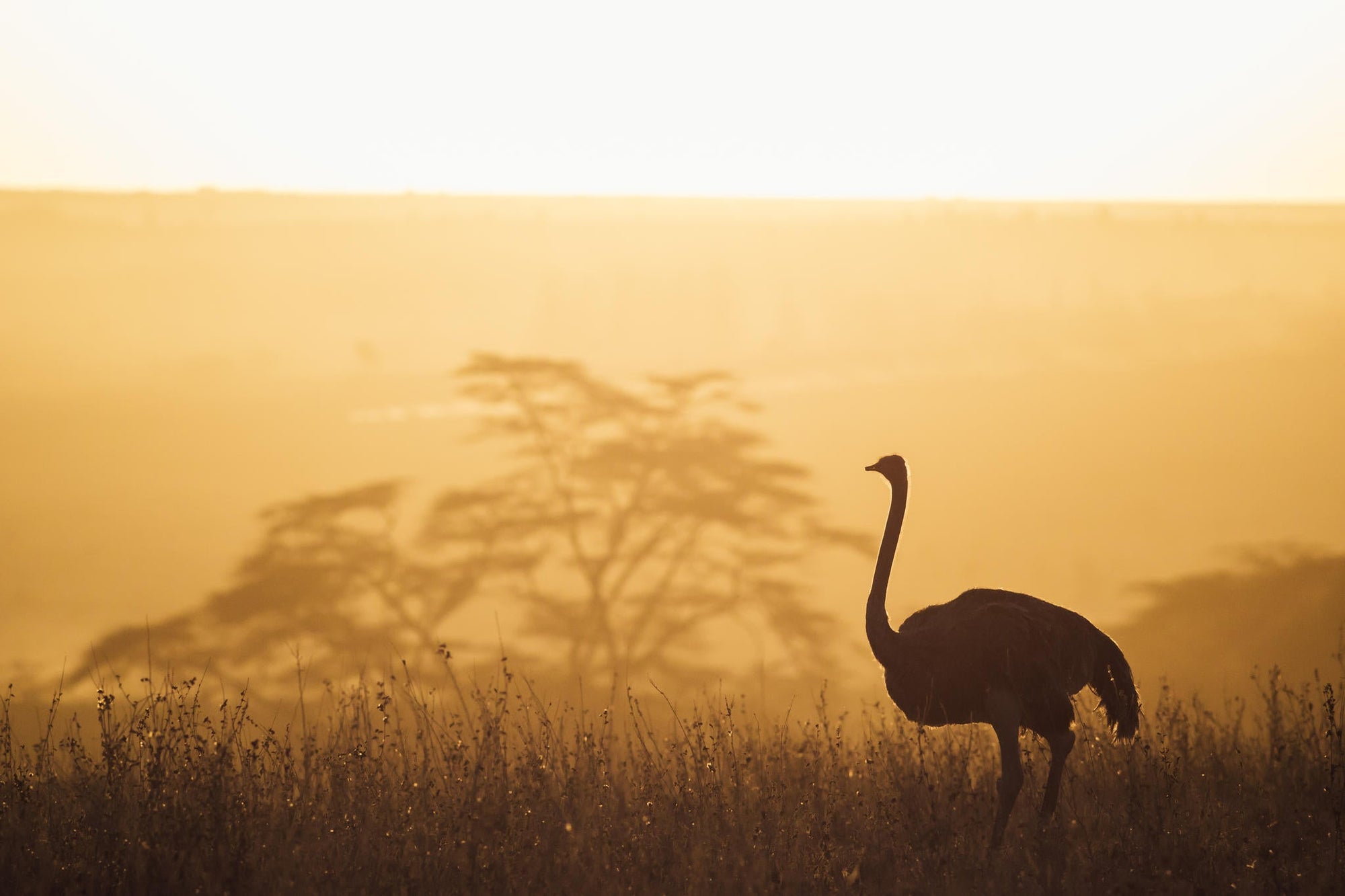 Game Drives gallery image 6