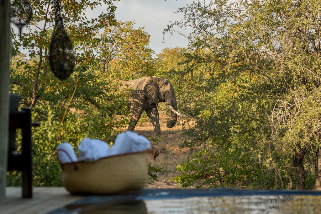 nsala-wilderness-camp-timbavati-private-nature-reserve-south-africa