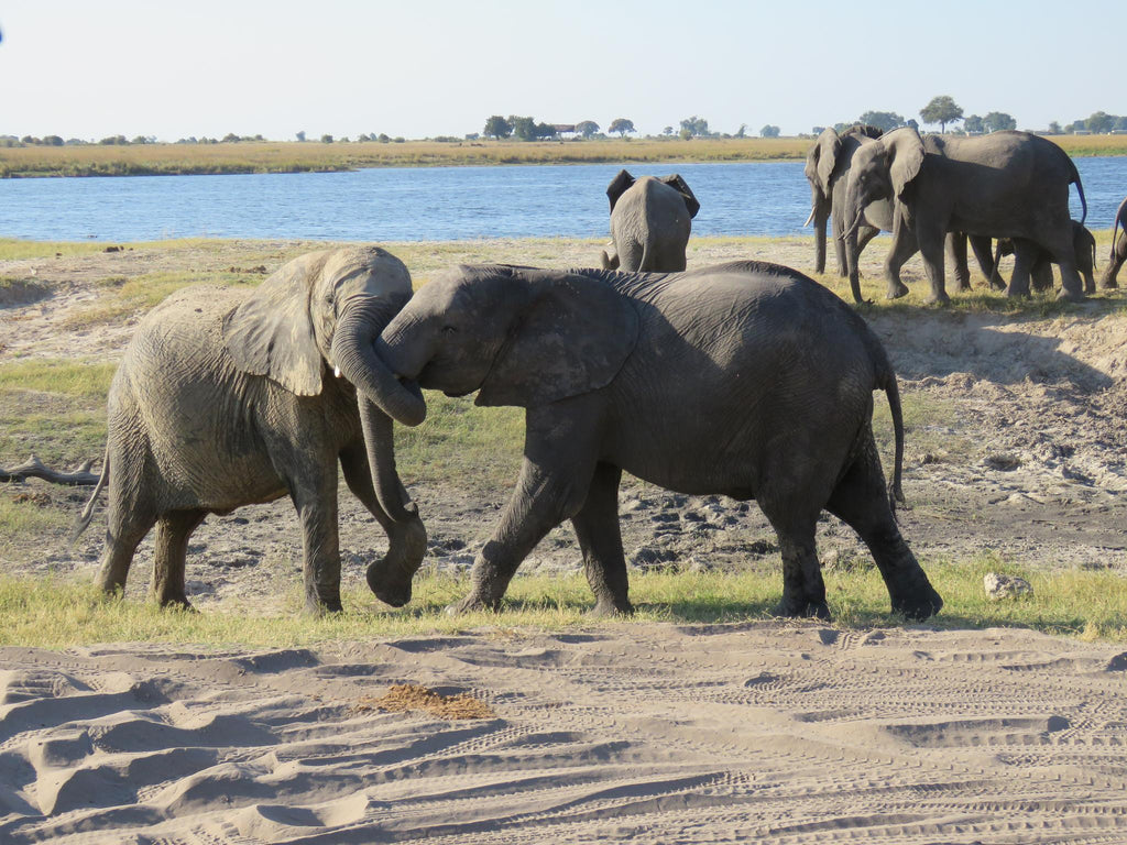 Day Trip to Chobe National Park  gallery image 4