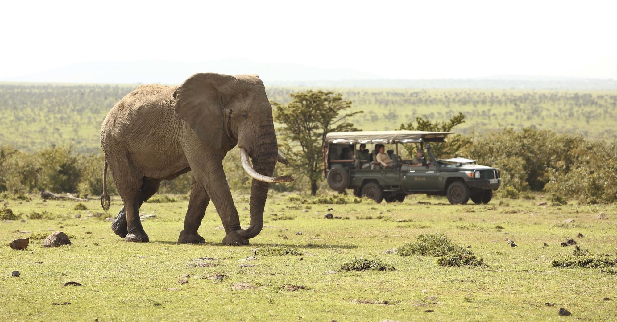 Game Drives gallery image 1